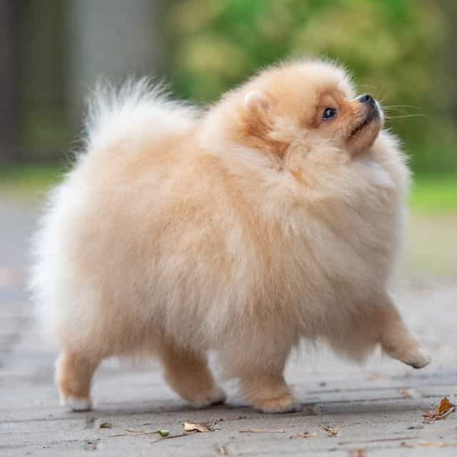 Sugar - Pomeranian Female