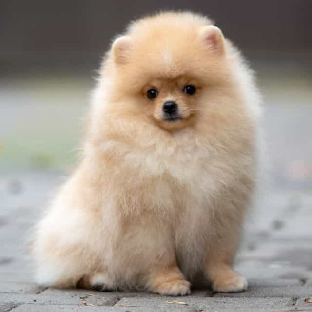 Sugar - Pomeranian Female
