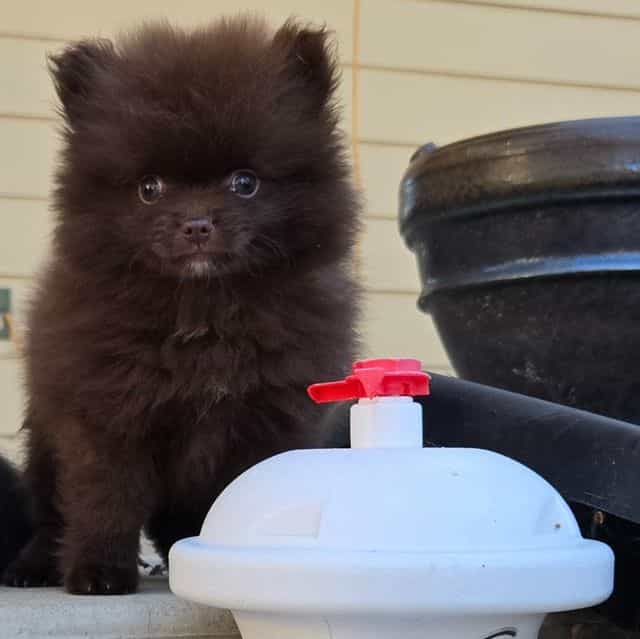 Supreme - Pomeranian Male