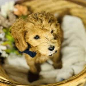 Toffee - Cavapoo Male