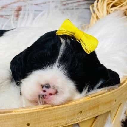 Blanche - Cavapoo Female