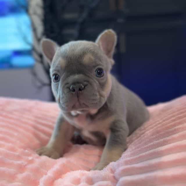 Gigi (Girl) - French Bulldog Female