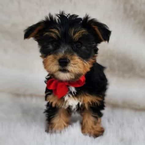 Simon - Yorkshire Terrier Male