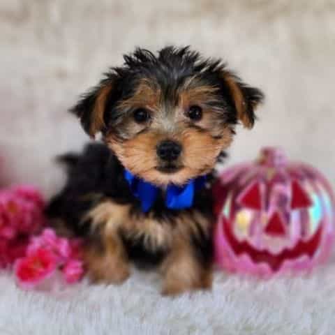 Milo - Morkie Male