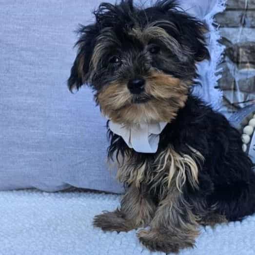 Kyle  - Yorkshire Terrier Male