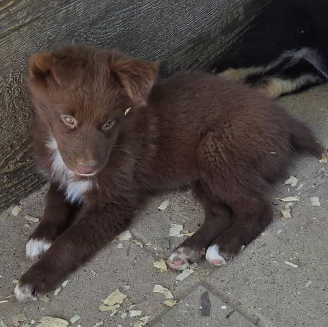 LeAnn - Australian Shepherd Female