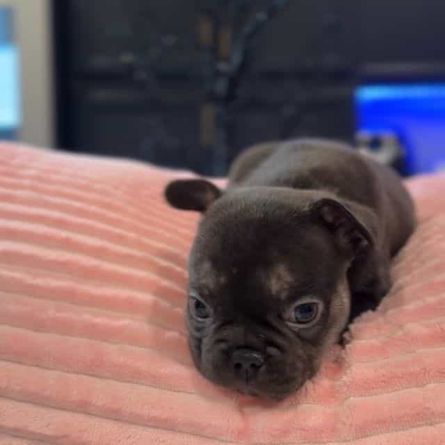 Noelle - French Bulldog Female