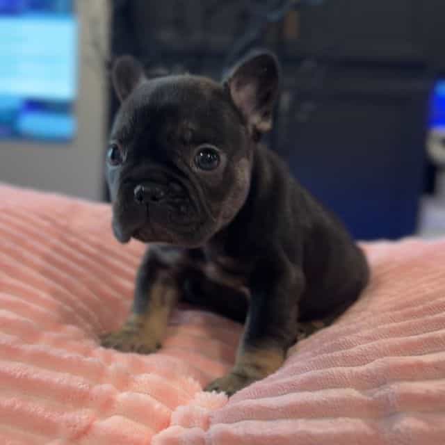 Baby Monroe - French Bulldog Female