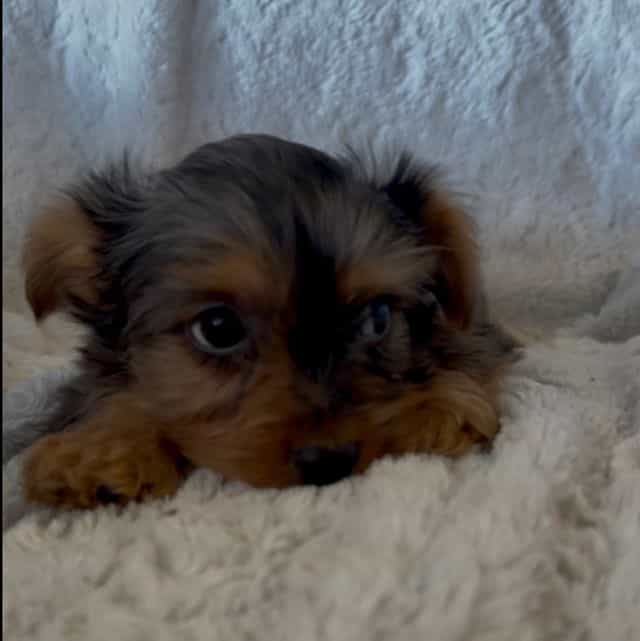 Mahomes - Yorkshire Terrier Male