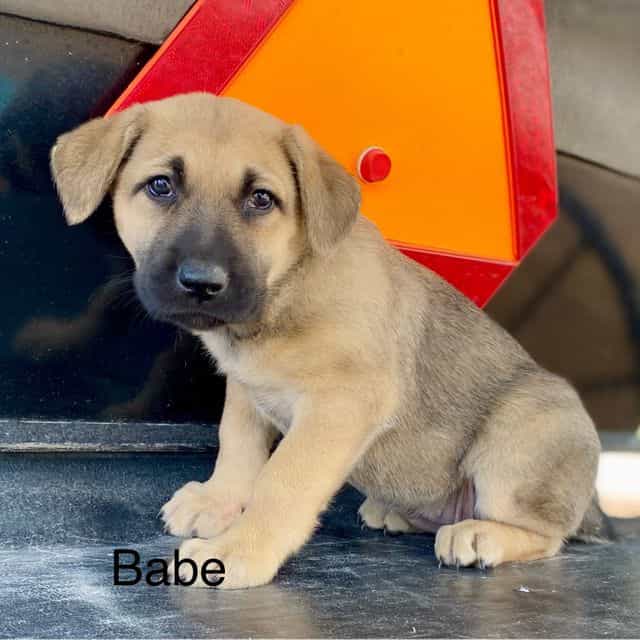 Baby - German Shepherd Dog Female