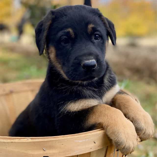 Bruno - German Sheprador Male