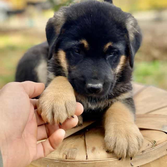 Andre - German Shepherd Dog Male