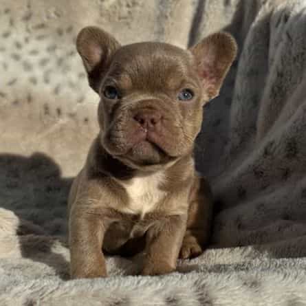 Ghost - French Bulldog Male