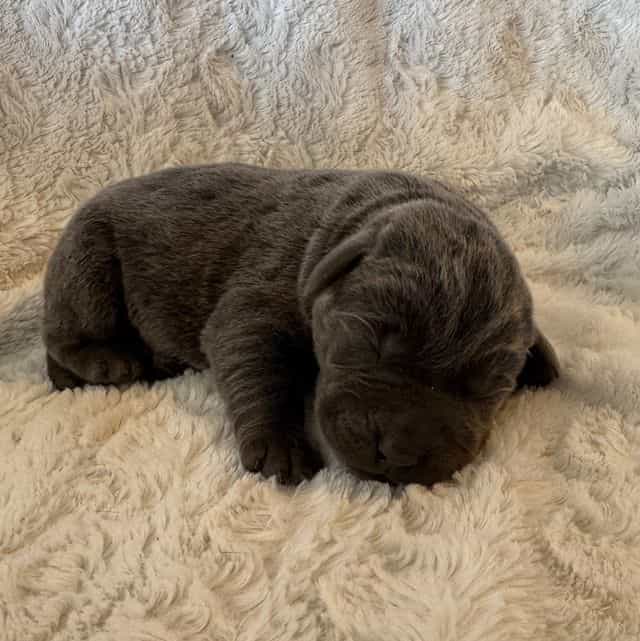 Luna - Labrador Retriever Female