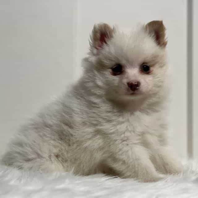 Paul - Pomeranian Male