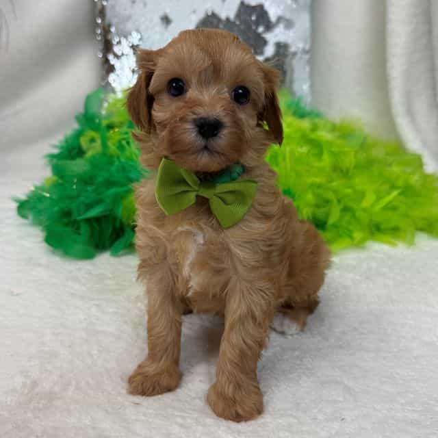 Rae Rae Green B - Cavapoo Male