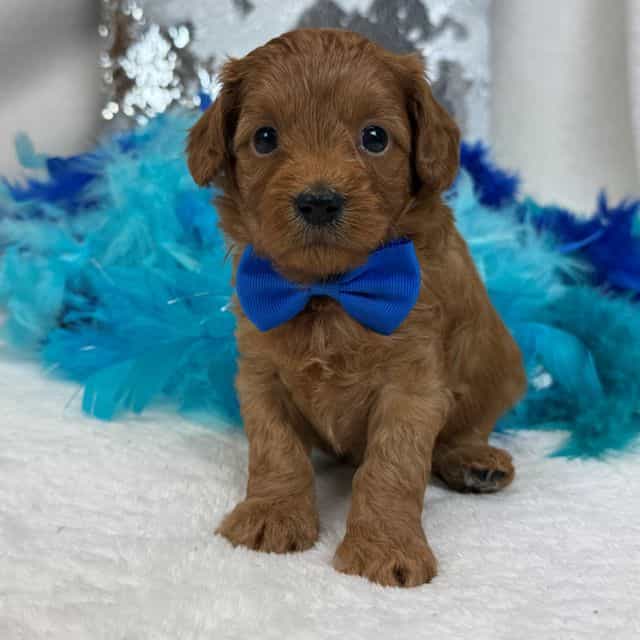 Jessie's Blue B - Cavapoo Male