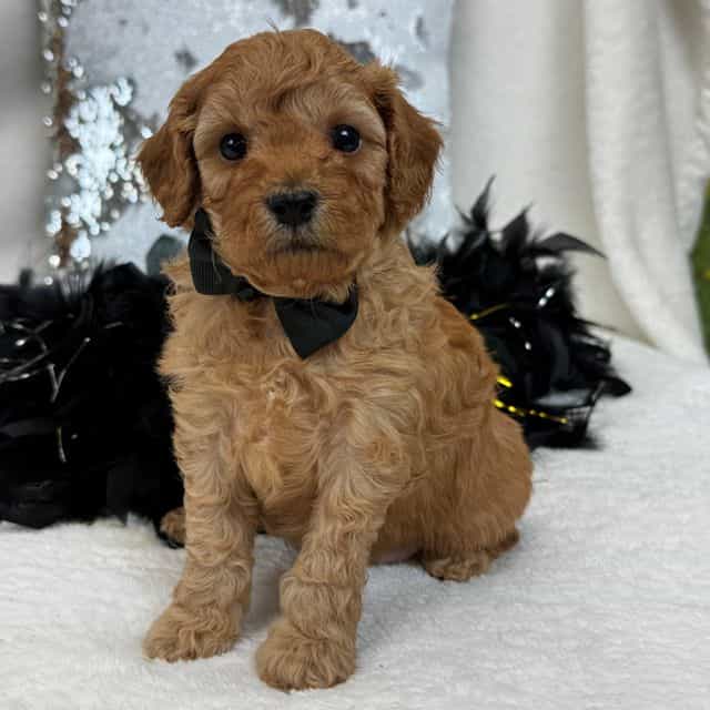 Jessie's Black  - Cavapoo Male
