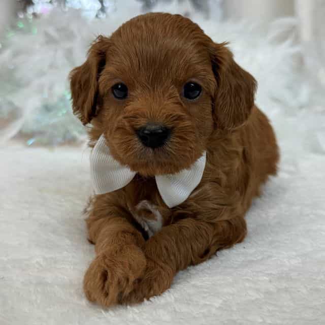 Jessie's White  - Cavapoo Male