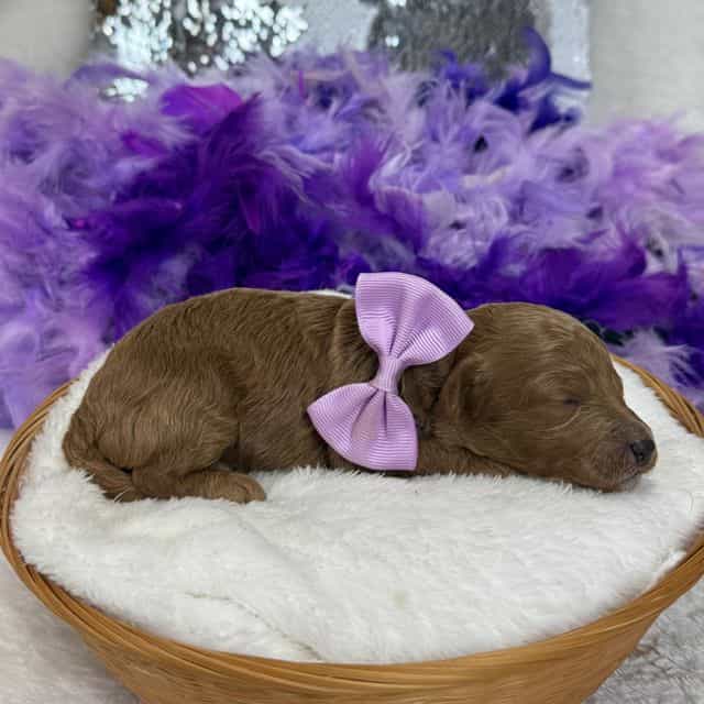 Braley Purple G - Goldendoodle Female