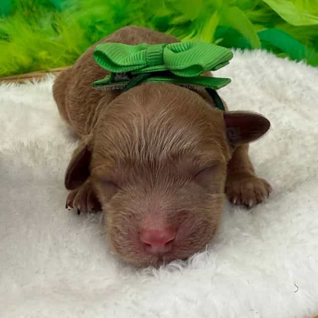 Molly Green Boy - Goldendoodle Male