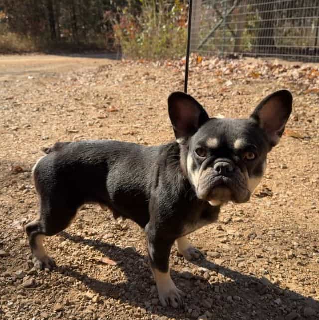 CoCo - French Bulldog Female