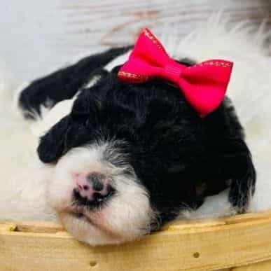 Sophia - Cavapoo Female