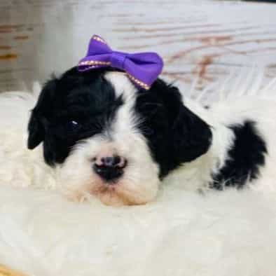 Dorothy - Cavapoo Female
