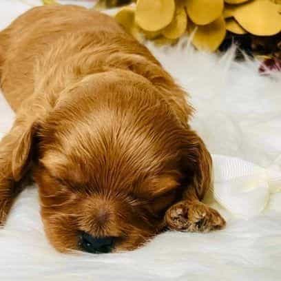 Scotch - Cavapoo Male