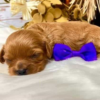 Norway - Cavapoo Female