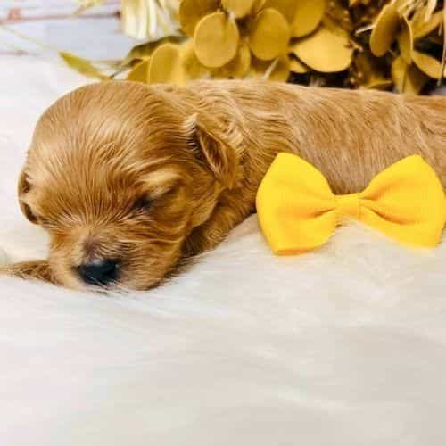 Juniper - Cavapoo Female