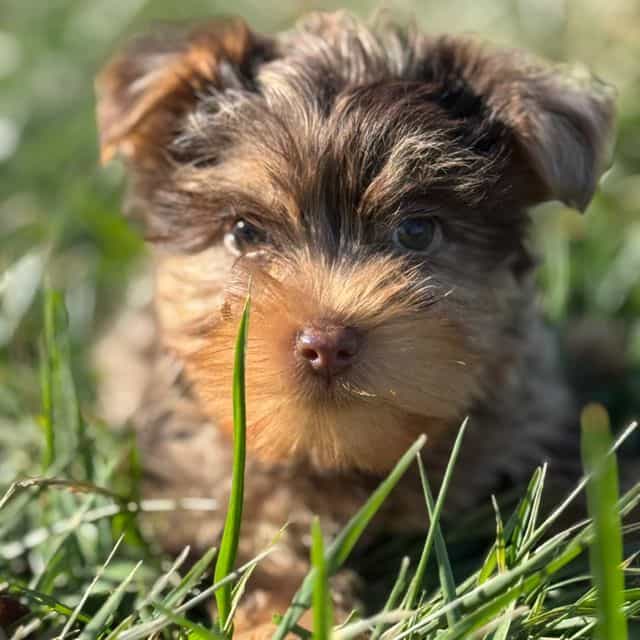 Pacheco - Yorkshire Terrier Male