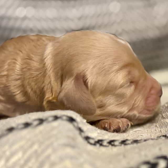 Penny - Goldendoodle Female