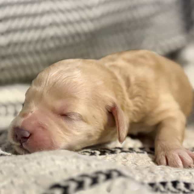 Bear - Goldendoodle Male