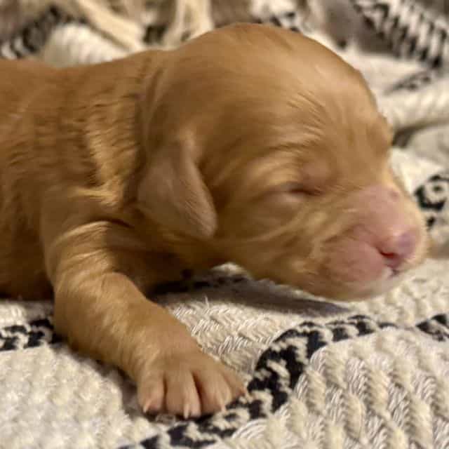 Gus - Goldendoodle Male