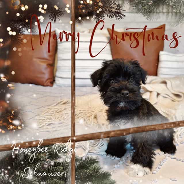 Bodi - Miniature Schnauzer Male