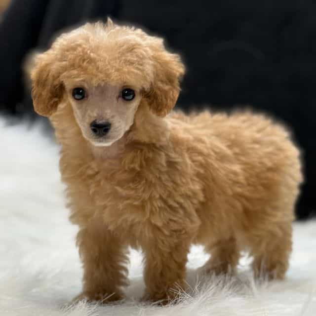 Fifi - Toy Poodle Female