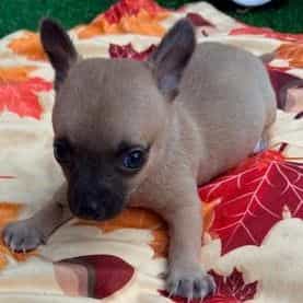 Macho - Chihuahua Female