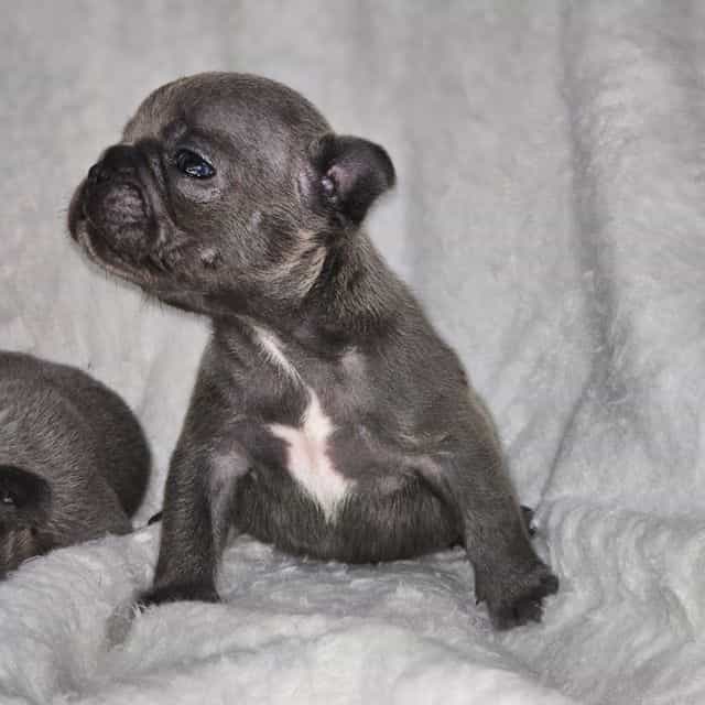 Navy - French Bulldog Male