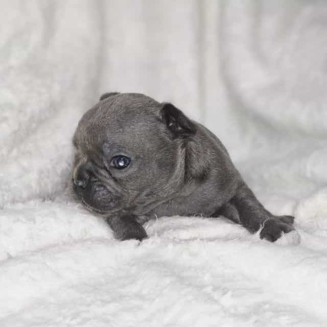 Azure - French Bulldog Male