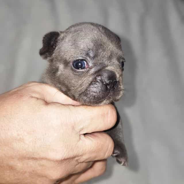 Denim - French Bulldog Male