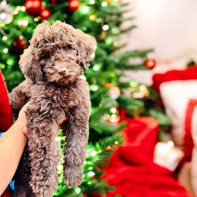 Teddy - Standard Poodle Male