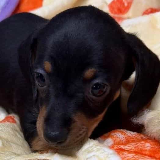 Doug - Dachshund Male