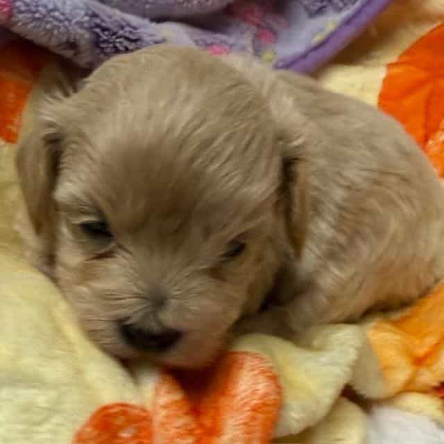 Rory - Maltipoo Female