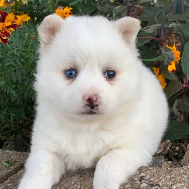 Plush Petite Da - Alaskan Klee Kai Female