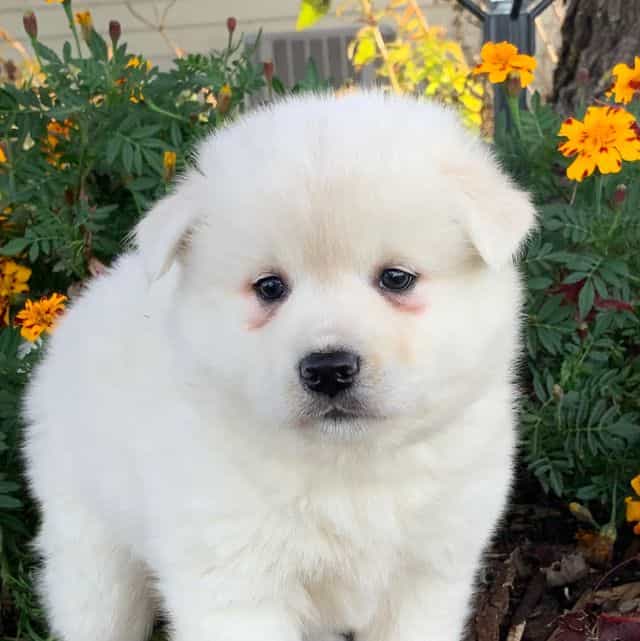 Winter~~Your Ne - Alaskan Klee Kai Male