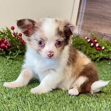 Luna - Chihuahua Female