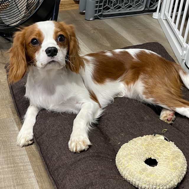 Kirby - Cavalier King Charles Spaniel Male