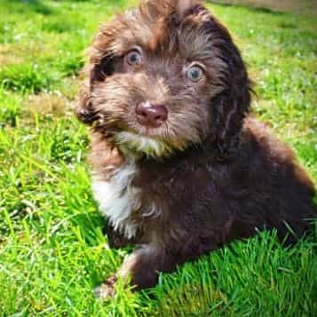 Gidget - Havapoo Female