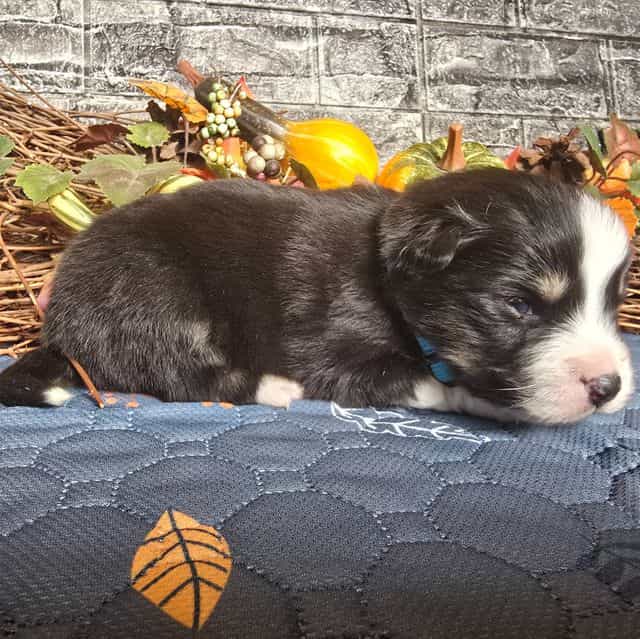 Rocky - Australian Shepherd Male